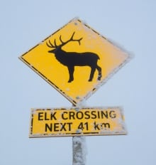 Elk crossing