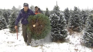 P.E.I. Christmas trees