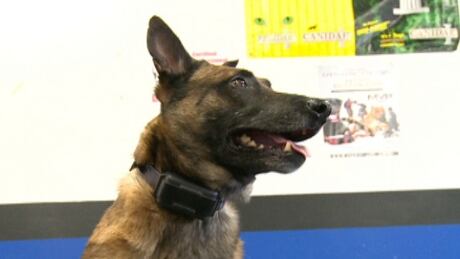 happy puppies shock site shock collars a tool says trainer prince edward island cbc news happy puppies shock site shock collars a tool says trainer prince edward island cbc news