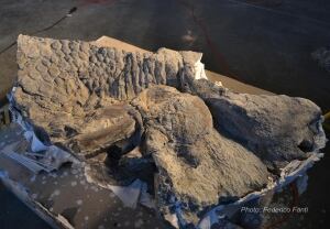 Edmontosaurus regalis