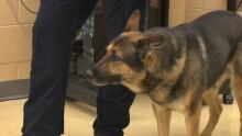 Rocky the police dog