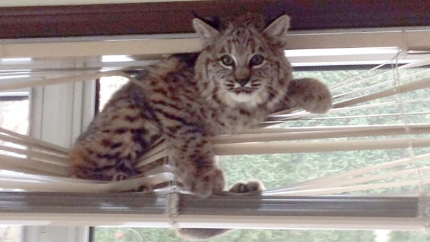 How do you catch a bobcat? Step 1: Leave your basement door open. Step 2: Deploy blinds.