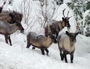 Mountain caribou