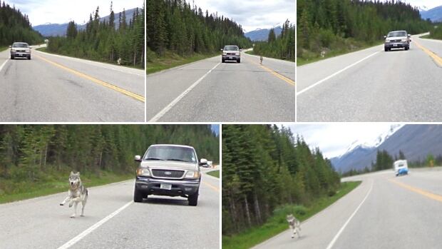 Wolf motorcycle chase