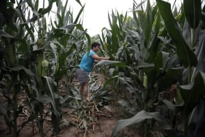 Food and Farm China Corn