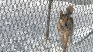 Dog cold