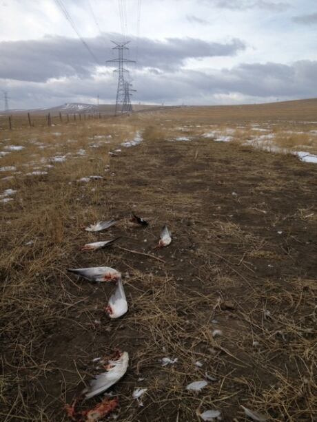 Dead ducks under power line