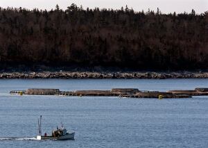 NS Salmon Virus 20120228