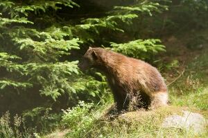 Wolverine debate giving Kitimat a bad reputation, says councillor