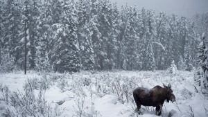 Moose in winter