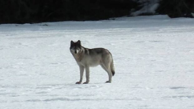 'Once they figure out that dogs are easy to take, they take 'em,' said Yukon conservation officer Dave Bakica.