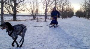Dogsled