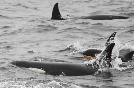 Baby Orca