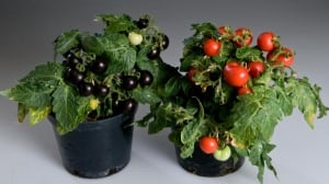 Purple tomatoes 2.jpg