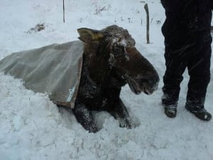 Piccadilly moose