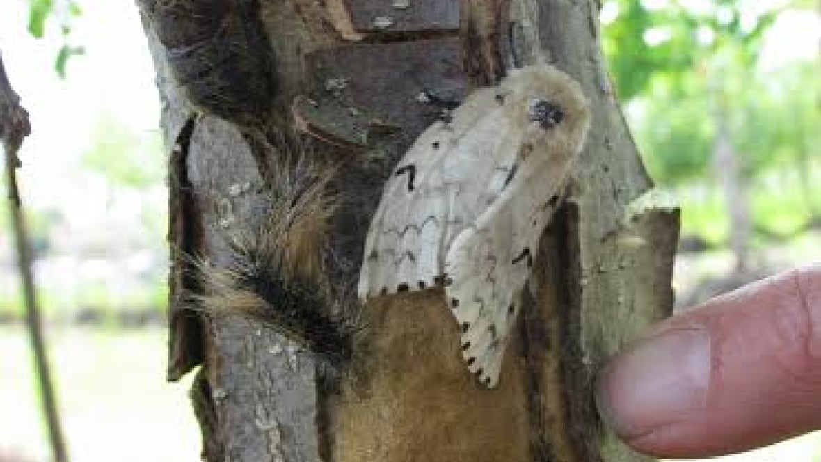 Gypsy moth quarantine to protect trees around Lake Superior Thunder