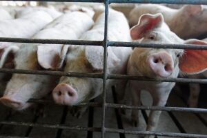 Pig Virus