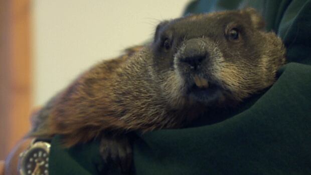 manitoba wildlife rehab centre takes in woodchuck family manitoba wildlife rehab centre takes in woodchuck family