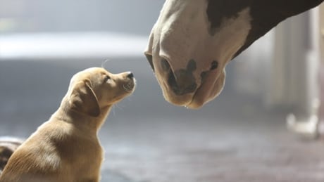 Budweiser's commercial about the friendship between a puppy and a Clydesdale horse is one of 2014's most-shared Super Bowl ads on social media. Budeweiser Best Buds ad