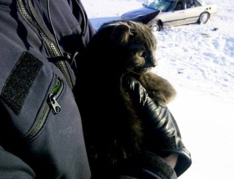 Mounties save cold cat skpic