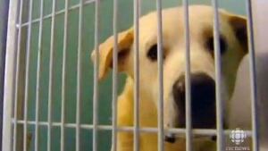 Rescued dog