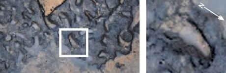 Ancient footprint with toes