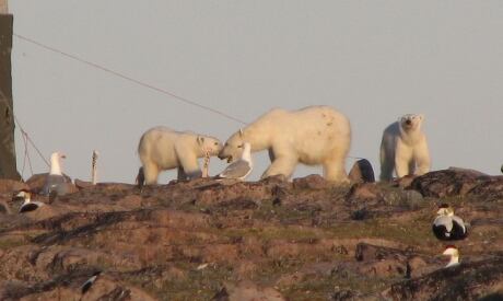 Polar Bears on East Bay Island