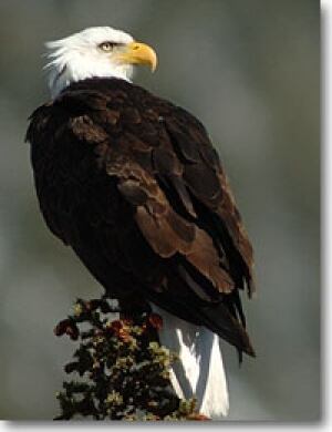 eagle
