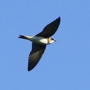 Bank Swallow