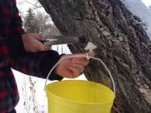 Fosty tapping maple