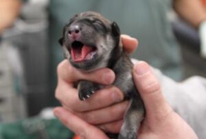 shania puppy