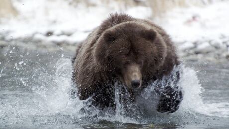 Grizzly bears fishing are among the wildlife scenes featured in Wild Canada. Wild Canada grizzly bear