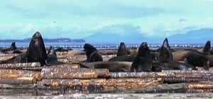 Sea lions rescued