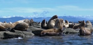 Sealion pack