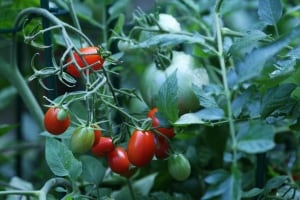 Gardening-How Early