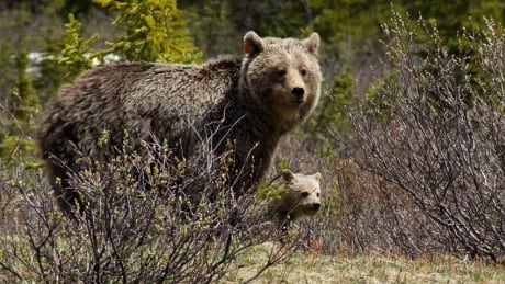 Provincial biologists estimate there are up to 15,000 grizzly bears in B.C. — about a quarter of the North American population. Grizzly bear and cub