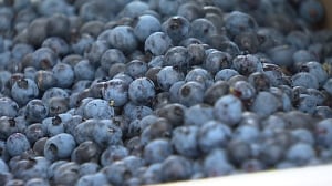 Blueberries
