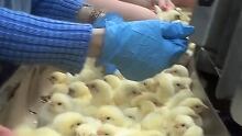 Chicks