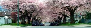 Vancouver's urban forest