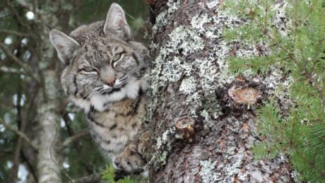 A bobcat spotted in a tree after it had paid a visit to a nearby chicken coop. Bobcat in tree