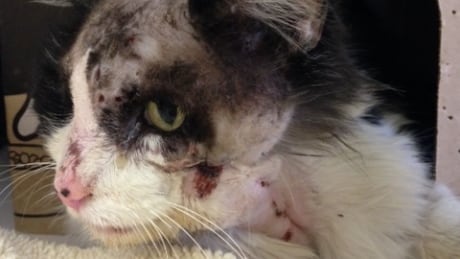 The B.C. SPCA says this cat required dental work after it was shot in the face with a pellet gun. BC SPCA