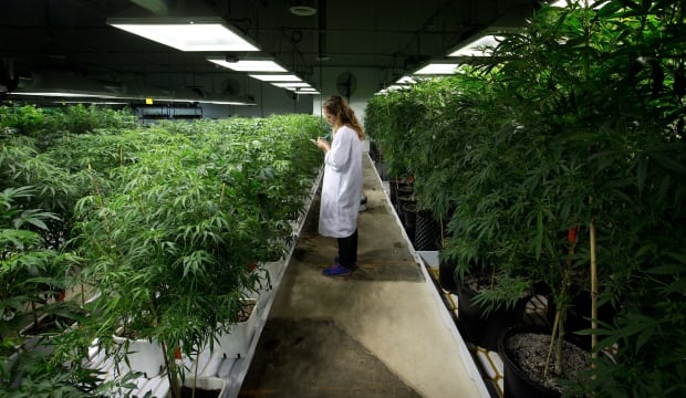 A horticulturalist tends the crop at a licensed producer facility