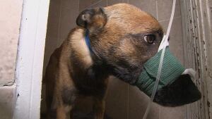 Spirit the dog recovering after attack