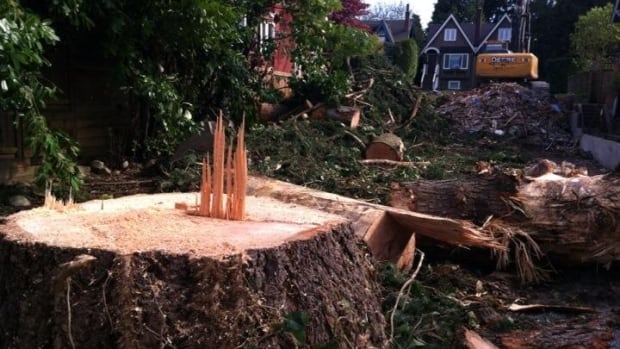 A stump is all that remains of a Douglas Fir on a Point Grey property where the homeowner has city permits to remove four of the big trees. Some neighbours say the trees are used by eagles in the area.