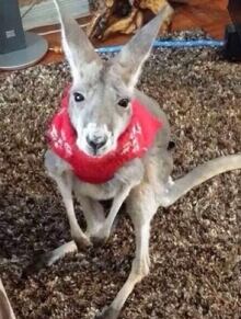 Mirka kangaroo