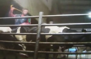 Dairy farm employee whipping cow