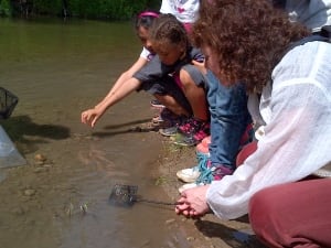 Students release salmon into a Lake Ontario tributary