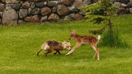 saves baby deer baby deer threatened by fox wedding saves the day saskatchewan cbc news saves baby deer baby deer threatened by fox wedding saves the day saskatchewan cbc news