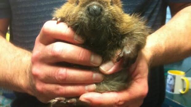 baby animals fill up manitoba wildlife centre manitoba baby animals fill up manitoba wildlife centre manitoba