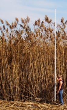 Phragmites height